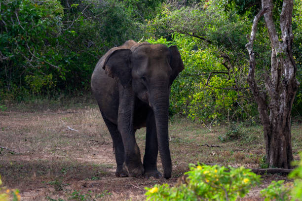 istock Sri Lankan elephant (Elephas maximus maximus) at Yala National Park 2149018733