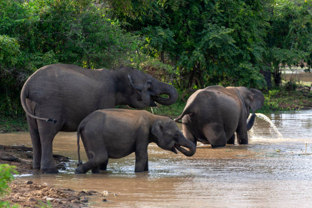 istock Sri Lankan elephants (Elephas maximus maximus) bathing at Yala National Park 2149018748