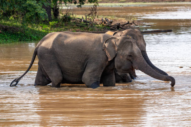 istock Sri Lankan elephants (Elephas maximus maximus) bathing at Yala National Park 2149018844