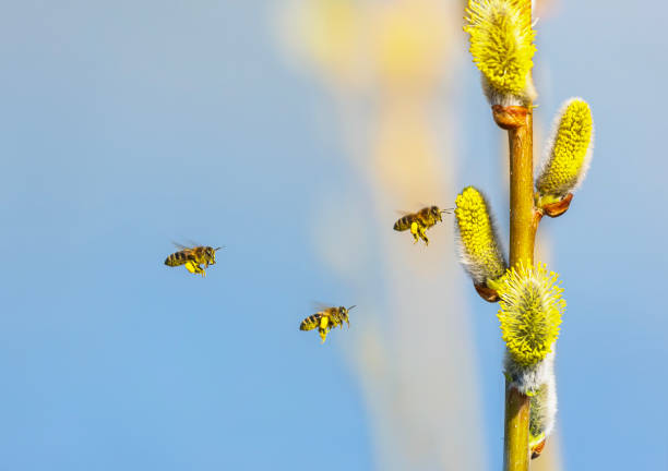 a swarm of small honey bees circle and collect nectar from fluffy willow branches in a sunny spring garden