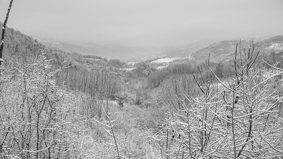Black and white photography of a winter season with white snow covering the ground and the trees of thick forest in wild rural natural environment blizzard cold temperature in European parts during cold mounts.