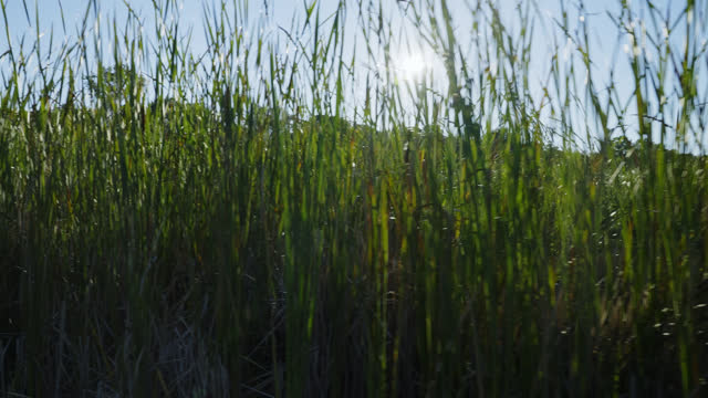 Tracking Shot Along Tall Grass Blowing In The Wind In A Marsh  In The Summertime. Close-up Shot