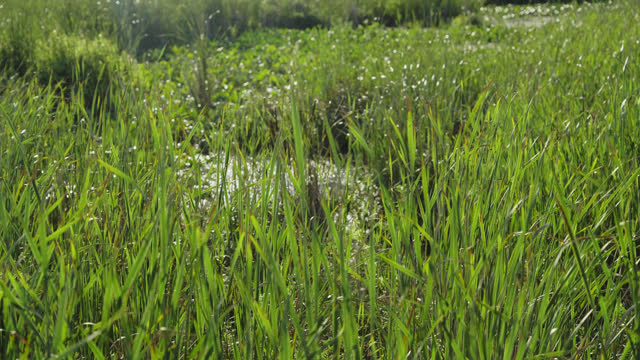 Overgrown Grass Over Sunny Wetlands On The Hiking Trails in Ontario, Canada. Closeup Shot