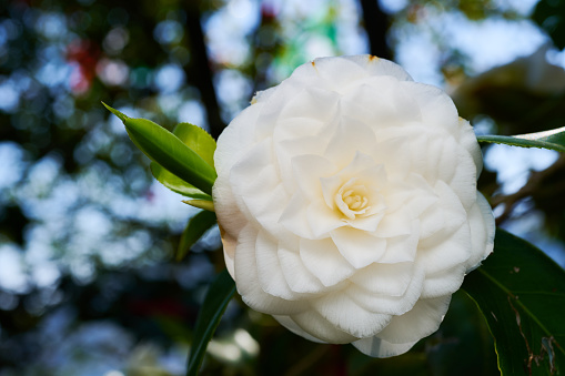 A white camellia Japonica flower.