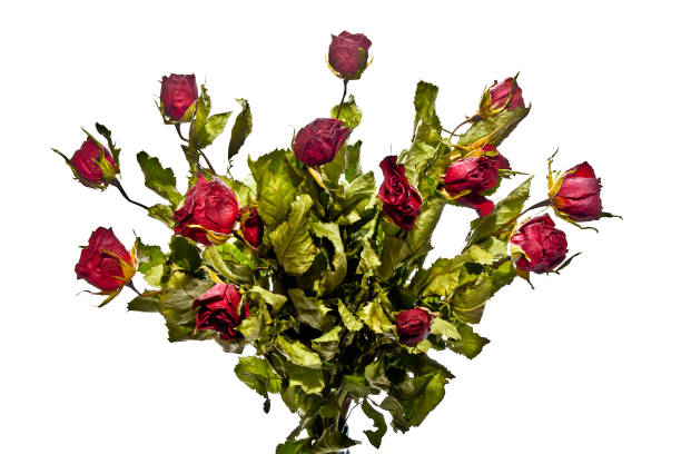 A bouquet of scarlet roses highlighted on a white background