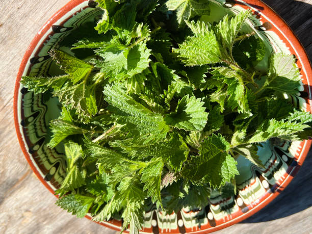 istock Fresh nettle. Dish  with freshly harvested nettle plant. 2149022760