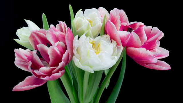 Spring bouquet of tulips. White and pink flower. Bud close-up. Floral background. Double tulips. Amazing colourful flowers blooming. Wedding, Valentines Day, Mothers