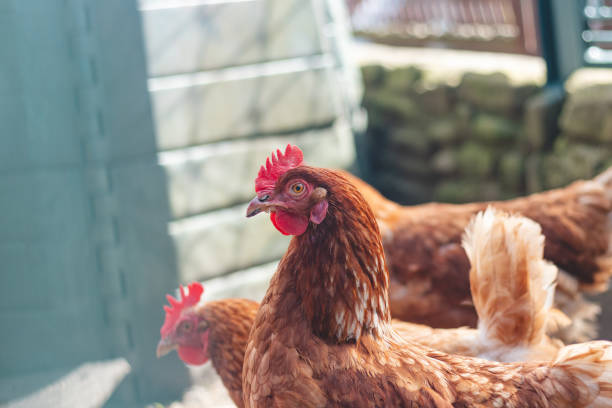 istock Domestic chicken with brown and white feathers running around the yard in the free range. Organic chickens. Homegrown eggs. Funny expression 2149023048