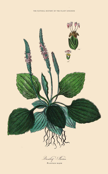 Very Rare, Beautifully Illustrated Antique Engraved Victorian Botanical Illustration of The Plant Kingdom Victorian Botanical Illustration published in 1853. Copyright has expired on this artwork. Digitally restored.