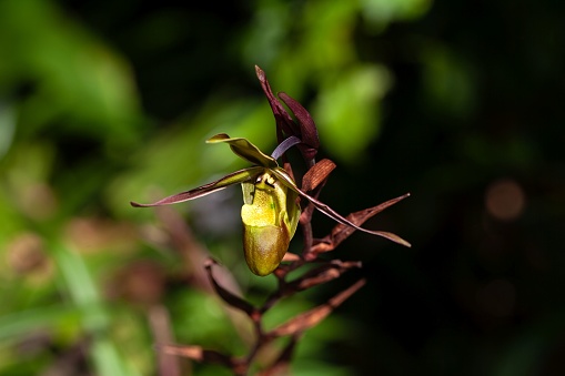 Flower of a Phragmipedium longifolium orchid, a species from Central America.