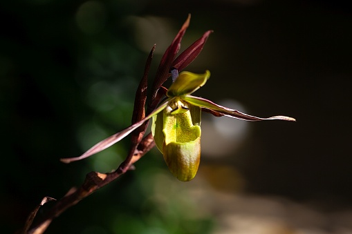 Flower of a Phragmipedium longifolium orchid, a species from Central America.