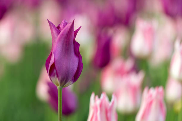 A row of tulips on a summer day.