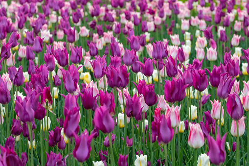 Field of tulips in a park in spring. Flower full frame background.
