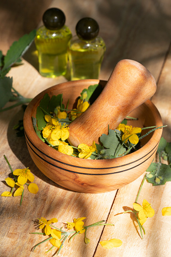 Blooming medicinal herb celandine (Chelidonium asiaticum),on wooden table