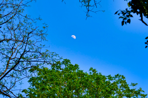 Half moon seen in a blue sky through a canopy of trees