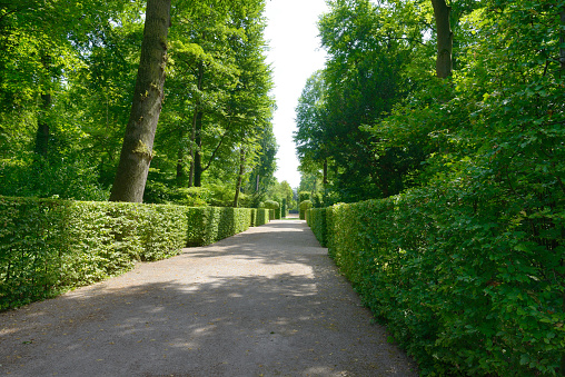 High hedges in the city park
