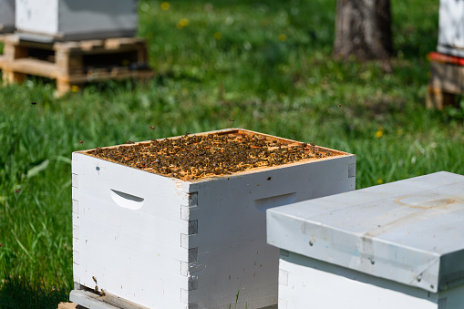 Open hive with bees in the apiary. Bees fly around the hive.