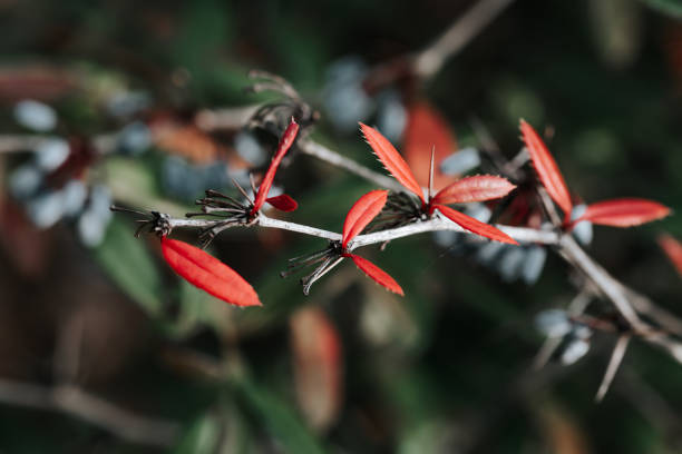 Wintergreen barberry or chinese barberry. Berberis julianae in spring. Green and red berberis leaves. Berberis julianae in spring. Green and red berberis leaves. Wintergreen barberry or chinese barberry. berberis julianae stock pictures, royalty-free photos & images