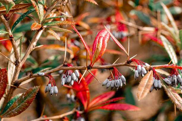 Wintergreen barberry or chinese barberry. Berberis julianae in spring. Green and red berberis leaves. Berberis julianae in spring. Green and red berberis leaves. Wintergreen barberry or chinese barberry. berberis julianae stock pictures, royalty-free photos & images