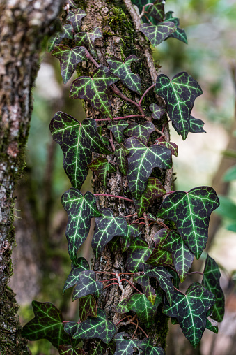 Hedera helix, the common ivy, English ivy, European ivy