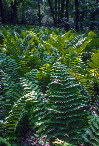 istock Shenandoah NP - Ferns - 1977 2149026407