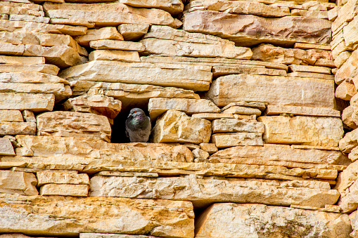 Beauties of São Thomé das Letras-MG - animals and pets