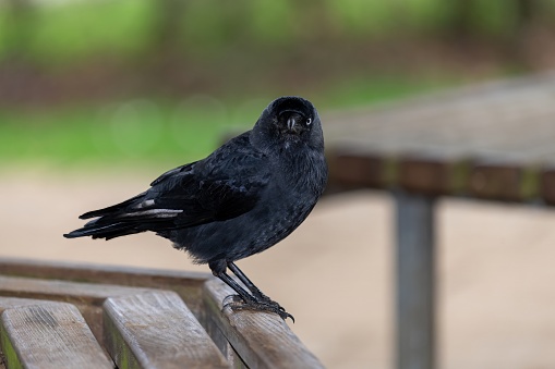 Portrait of a jackdaw (coloeus monedula) perching on a wooden bench