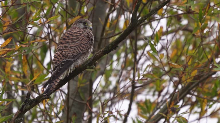 A female common kestrel (Falco tinnunculus) sitting in a tree while it is raining