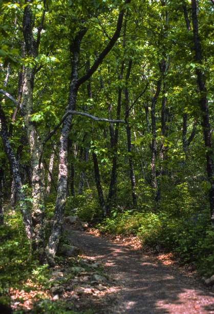 Shenandoah NP - Dark Hollow Falls Trail - 1977. Scanned from Kodachrome 25 slide.