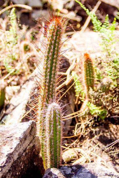 Beauties of São Thomé das Letras-MG - Plants