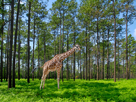 Adult Giraffe in a Pine Forest with a Sea of Ferns. Digitally created image using my own photos.