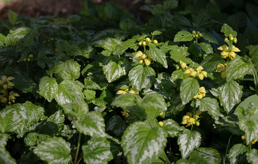 Mint family. Lamium galeobdolon. 
Hooded yellow flowers in the partially shaded woodlands in mid-April. Invasive perennial in the Lower Mainland, British Columbia.
Plant Hardiness Zone 8A.