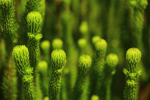 plants, nature and still life