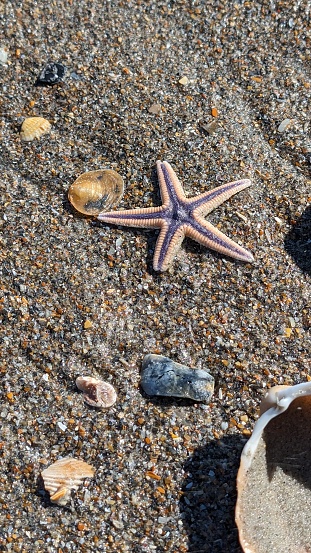 Starfish purple and gold on the beach