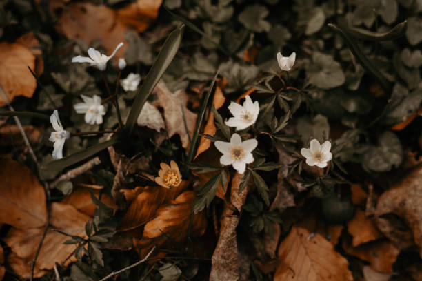 Wild wood anemone spring flowers and leaves covering the ground outdoors in the nature. Photo taken in Sweden.
