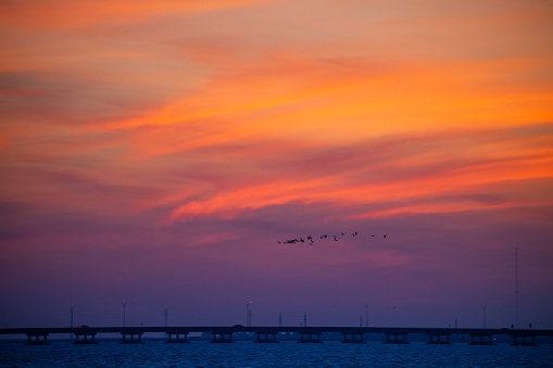 South Padre Island, migrating birds. Texas, USA