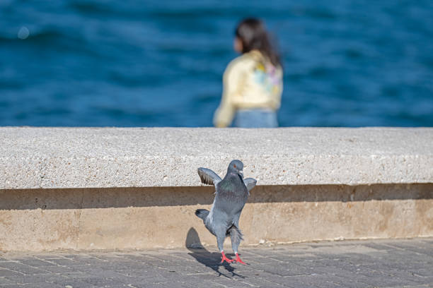 Pigeon walking on concrete floor in the park.