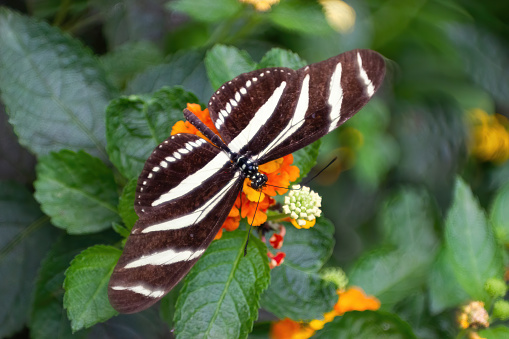Heliconius charithonia, the zebra long-wing or zebra heliconias. Lepidopterology