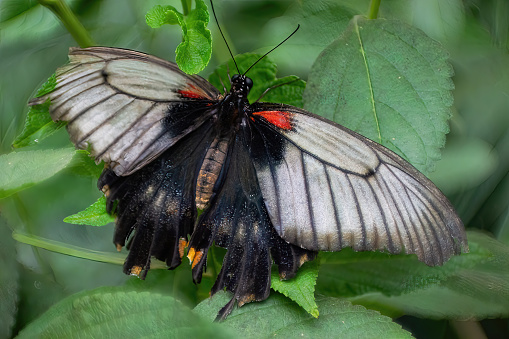 Papilio memnon, the great Mormon. Large butterfly native to southern Asia. Lepidopterology.