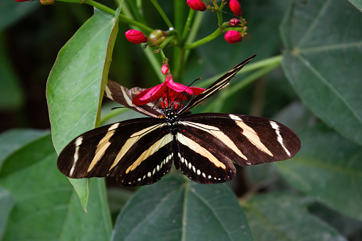 Top view of a  zebra long-wing or zebra heliconias butterfly. Heliconius charithonia. Lepidopterology.