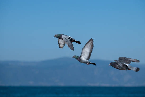 Doves flying over the sea, blue sky background.