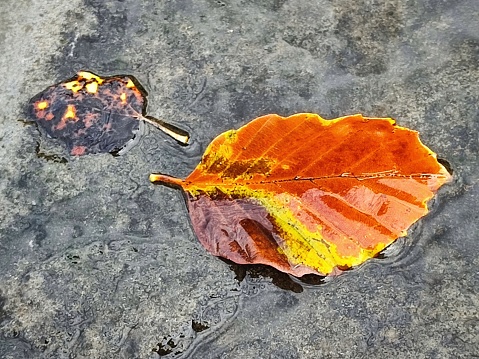 Autumn leaves floating on the surface of a stream, black, brown, orange, yellow.