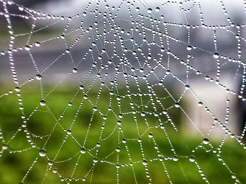 Close-up of a spider web with dew drops against the morning sunlight.