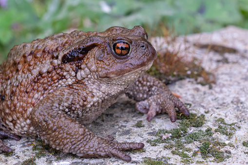 The California Red-legged Frog, Rana draytonii, is a moderate to large (4.4\