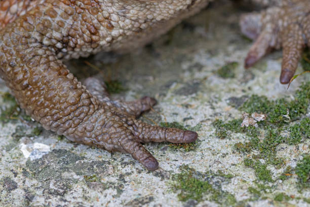 istock Close-up of common frog feet in natural ecosystem (Bufo bufo). 2149030352