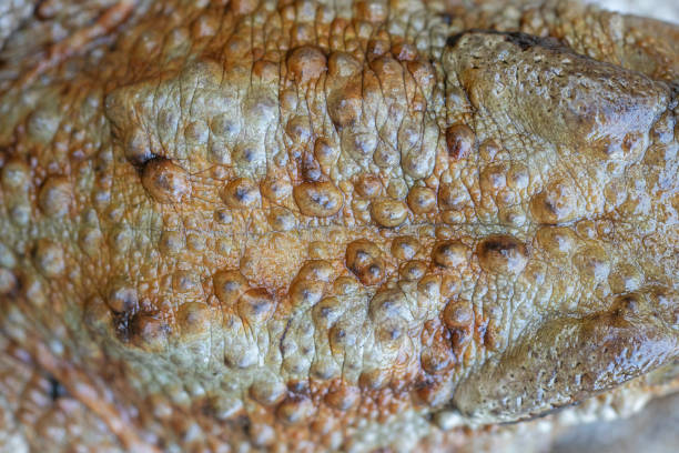 Close-up of common frog dorsal pattern in natural ecosystem (Bufo bufo).