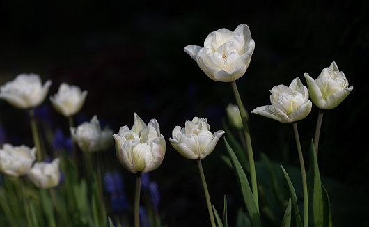 White tulips growing in a garden. The background is dark. It is spring.