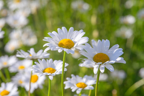 istock Wild chamomile flowers growing on meadow, white chamomiles on green grass background 2149030715