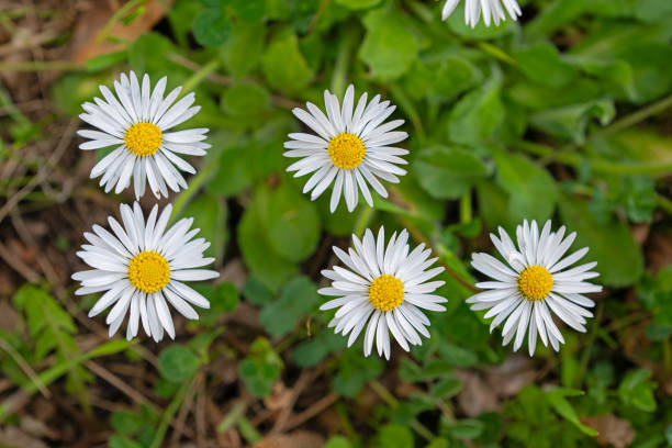 istock Daisies blooming in the countryside in spring. 2149030933