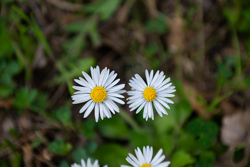 Daisies blooming in the countryside in spring.